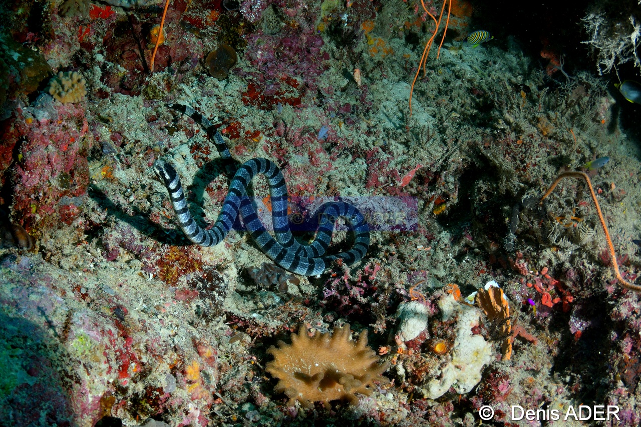 Laticauda colubrina-Kaledupa Island Kalesupa1-32m-20180530-Denis-ADER-DSC_2231_tn.jpg
